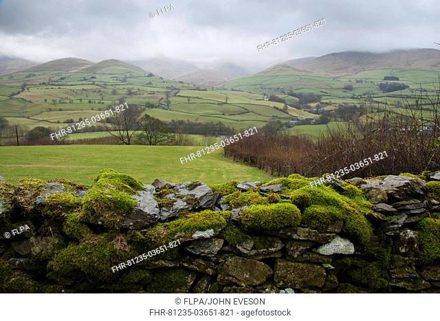 View over moss covered drystone wall towards fell with low clouds, looking towards Howgill Fells, Firbank, Cumbria, England, january