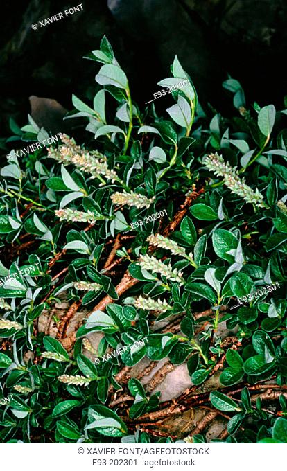 Salix pyrenaica