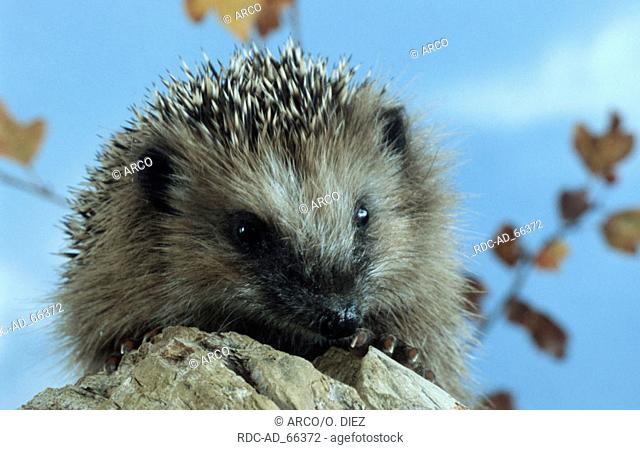 European Hedgehog Erinaceus europaeus