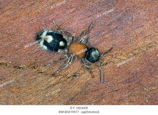 Velvet ant, Velvet-ant (Ronisia ghilianii, Mutilla ghilianii, Ronisia ambigua), female sitting on wood, France, Corsica