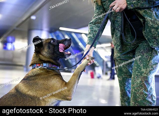RUSSIA, MOSCOW - OCTOBER 25, 2023: A service dog is seen at Vnukovo International Airport. Valery Sharifulin/TASS