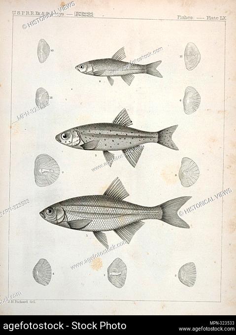 1-4. Richardsonius balleatus, Steilacoom Killy; 5-8. R. lateralis, Spotted Killy. Suckley, George (1830-1869) (Author) Cooper, J. G