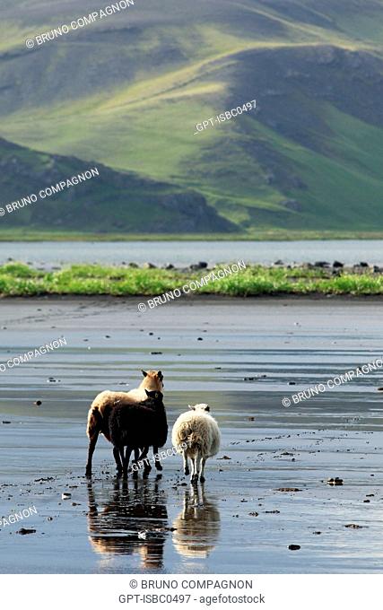 ICELANDIC SHEEP ON A BLACK SAND BEACH, NATURE RESERVE OF DYRHOLAEY, A VOLCANO-FORMED ISLAND, NOW A PENINSULA NEAR VIK ON THE SOUTHERN COAST OF ICELAND, EUROPE