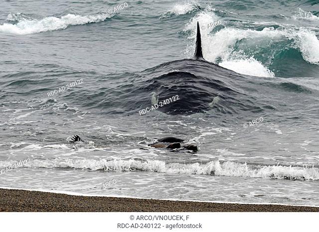 Orca hunting South American Sea Lion, Peninsula Valdez, Argentina / Orcinus orca, Otaria byronia, Otaria flavescens / Killerwhale