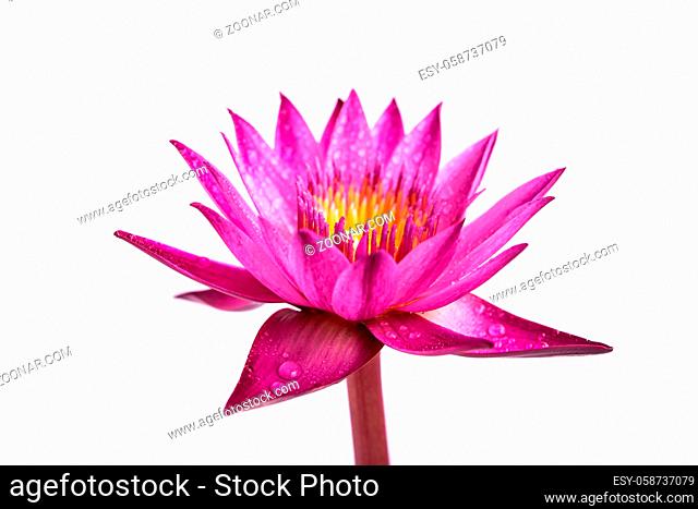 Pink water lily with water drops isolated on white background
