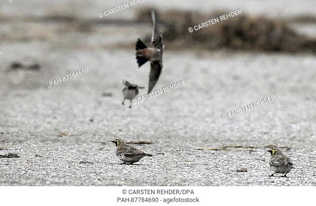 Horned larks can be seen on the salt flats of Luettmoorsiel, Germany, 01 February 2017. While the German domestic birds are hibernating