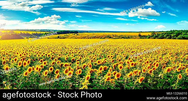 Blooming sunflower field in sunny summer day