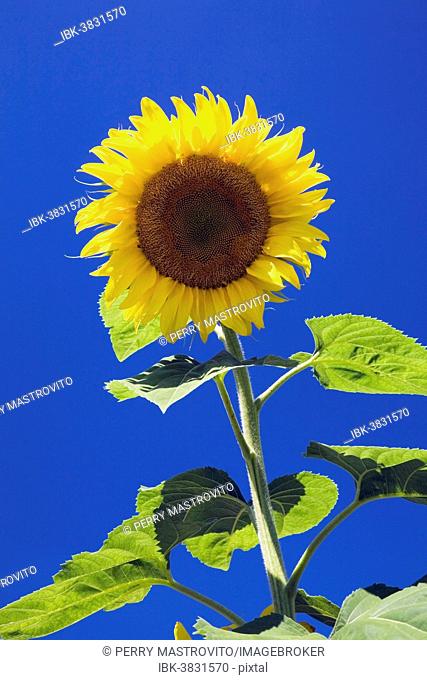 Sunflower (Helianthus annuus) against a blue sky, Quebec, Canada