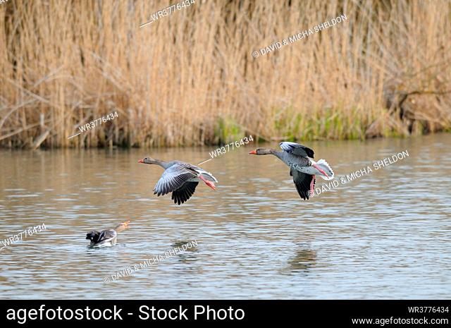 Three Wild Geese (Anser anser) landing on water