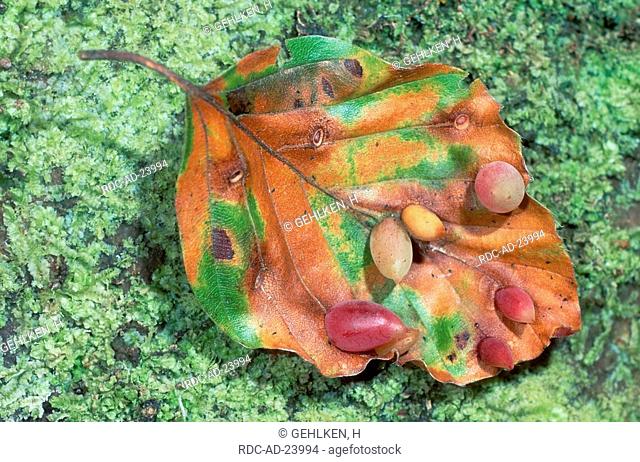 Beech Leaf Gall Midge galls Lower Saxony Germany Mikiola fogi