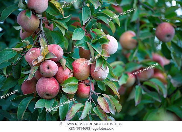 Apple orchard, Jefferson Maryland USA