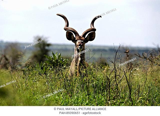 Bull Kudu ( Tragelaphus strepsiceros ) portrait, Kruger National Park, South Africa | usage worldwide. - /South Africa/South Africa
