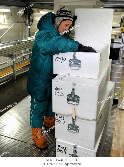 Geologist and glaciologist of the Alfred Wegener Institute for Polar and Marine Research (AWI), Ilka Weikusat, searches for a sample of ice in Bermerhaven