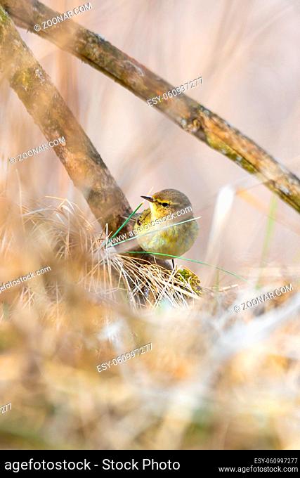 small song bird Willow Warbler (Phylloscopus trochilus) sitting on the branch. Little songbird in the natural habitat. Spring time