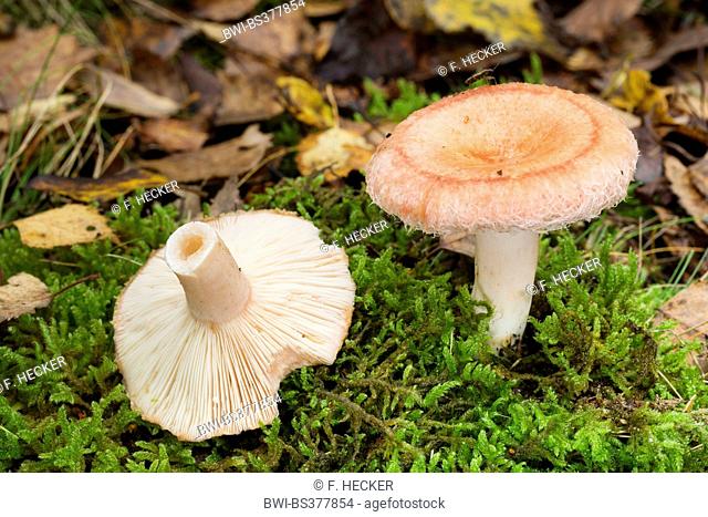 Woolly milkcap, Bearded milkcap (Lactarius torminosus), fungi in moss, Germany