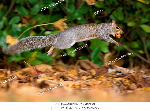 Eastern Grey Squirrel Sciurus carolinensis introduced species, adult, bounding through leaf litter with food, Derbyshire, England, autumn