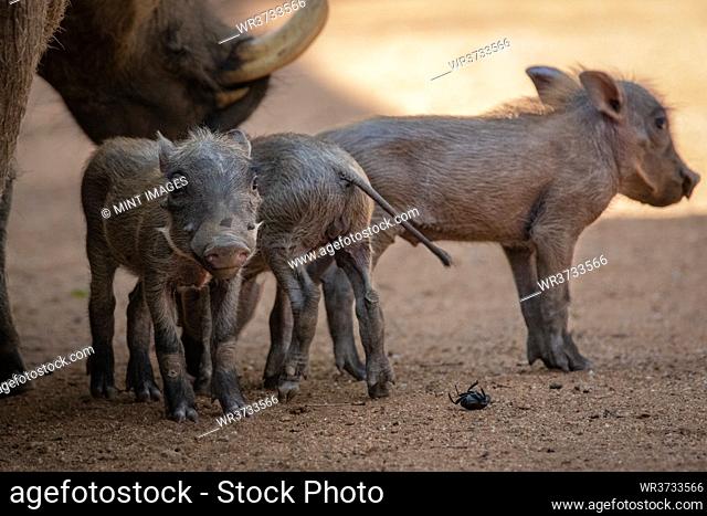 A female warthog, Phacochoerus africanus, and her piglets stand together