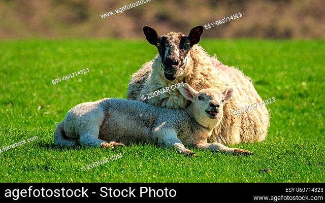 A lamb and a sheep in the grass