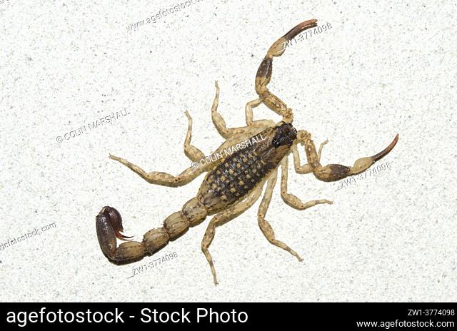 Chinese Swimming Scorpion (Lychas mucronatus), Saba, Bali, Indonesia
