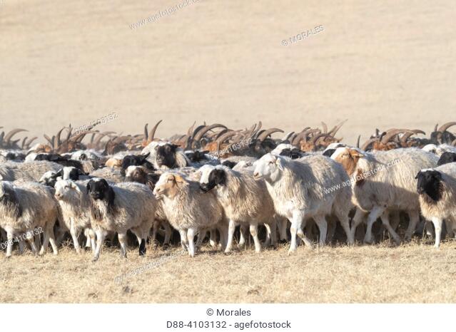 Asie, Mongolie, Est de la Mongolie, Steppe, trouupeau de chèvres et de moutons / Asia, Mongolia, East Mongolia, Steppe area, herd of goats ans sheeps