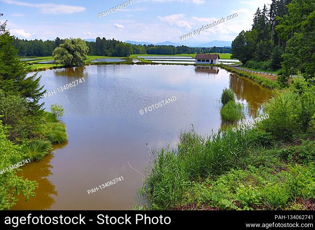 Bernried, Germany July 21, 2020: Impressions summer - 2020 Nussberger Weiher, pond group from several ponds and fish farming in the district of Weilheim...