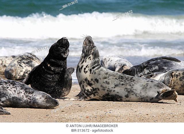 Grey Seals (Halichoerus grypus) at the beach
