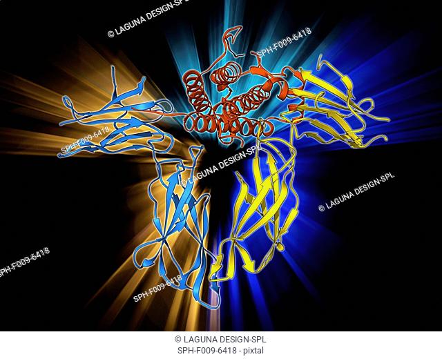 Human growth hormone. Molecular model of human growth hormone (hGH, orange) bound to the extracellular domain of the human growth hormone binding protein...