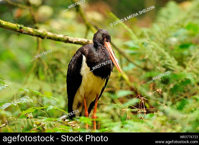 Black Stork (Ciconia nigra) standing in the undergrowth, Bavarian Forest, Germany