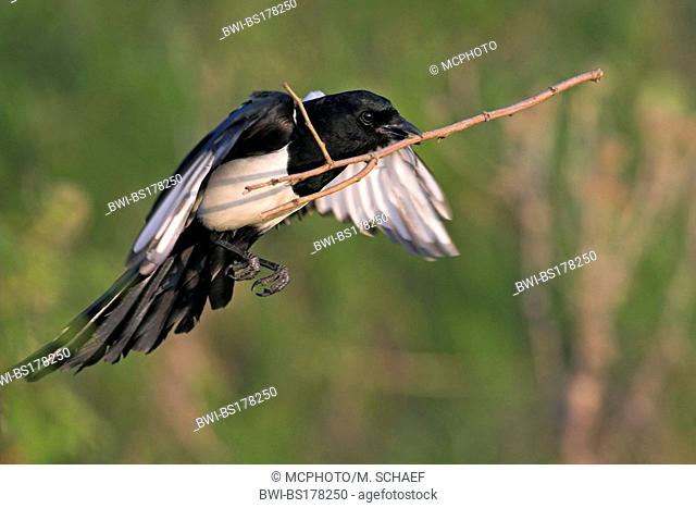 black-billed magpie (Pica pica), flying with nesting material, Europe