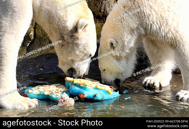 22 September 2020, Mecklenburg-Western Pomerania, Rostock: The polar bears Akiak (l-r) and Noria nibble on their ice bombs in the polarium with fruits and fish