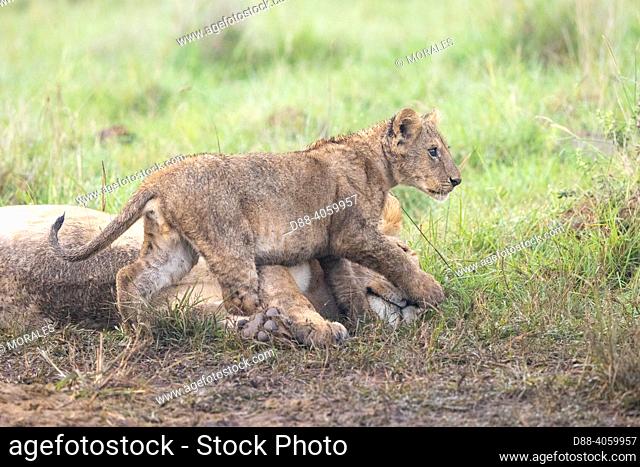 Africa, East Africa, Kenya, Masai Mara National Reserve, National Park, Lion (Panthera leo), adult male and female on a kill