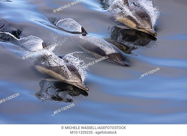 Common Dolphins surfing in the wake in smooth, glassy water