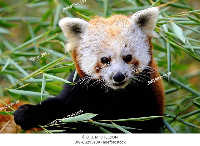 lesser panda, red panda (Ailurus fulgens), feeding bamboo