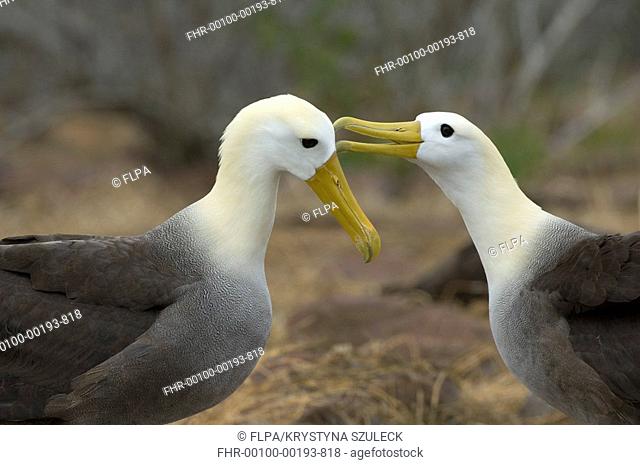 Waved Albatross Diomedea irrorata adult pair, preening, courtship display, Punta Suarez, Floreana, Galapagos