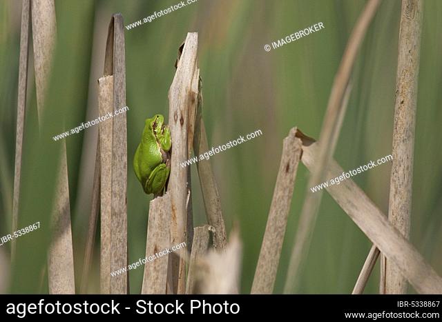 European tree frog (Hyla arborea) Rhineland-Palatinate, Germany, Europe