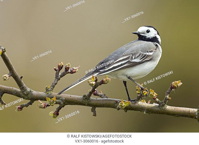 Pied Wagtail ( Motacilla alba ), adult in breeding dress, perched, sitting on a twig of a cherry tree, watching back, wildlife, Europe