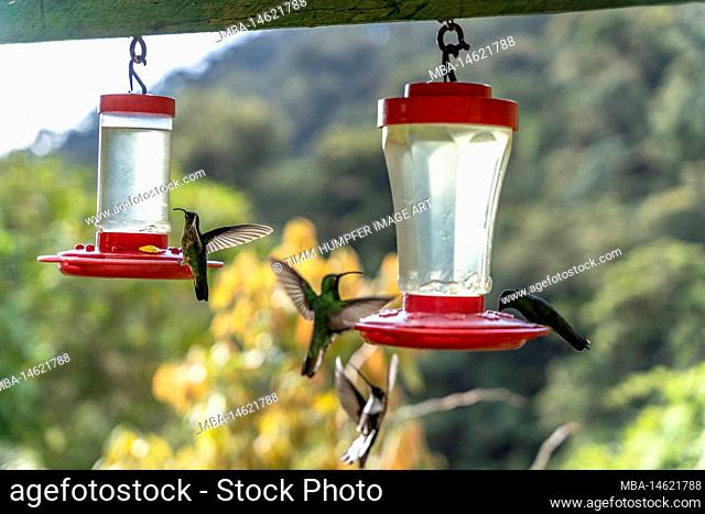 South America, Colombia, Department of Antioquia, Colombian Andes, Urrao, Hummingbirds at ramo del Sol