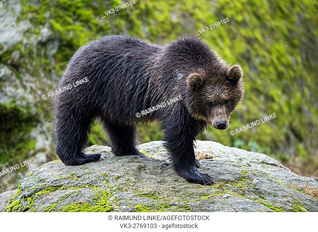 Brown Bear, Ursus arctos, Cub, Bavaria, Germany