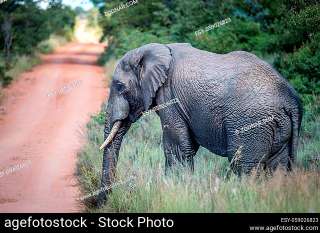 African elephant standing on the side of the road in the Welgevonden Game Reserve, South Africa
