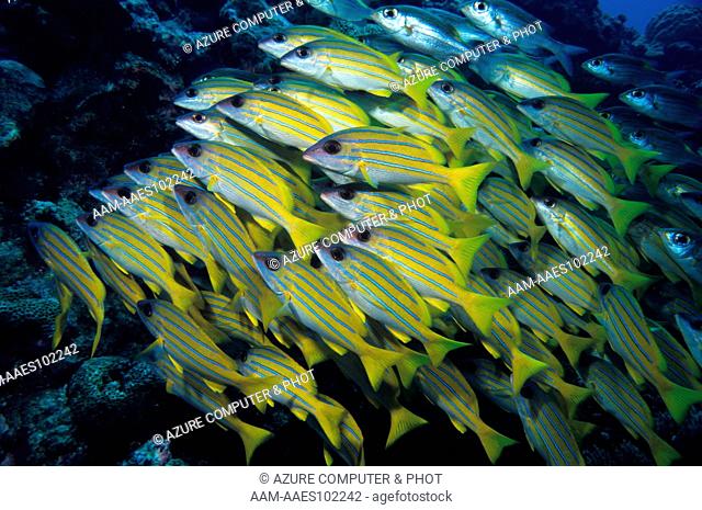 Blue Banded Sea Perch (Lutjanus kasmira) Palau