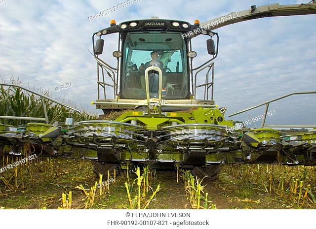 Maize Zea mays crop, CLAAS Jaguar 980 forage harvester with maize header in field, Yorkshire, England