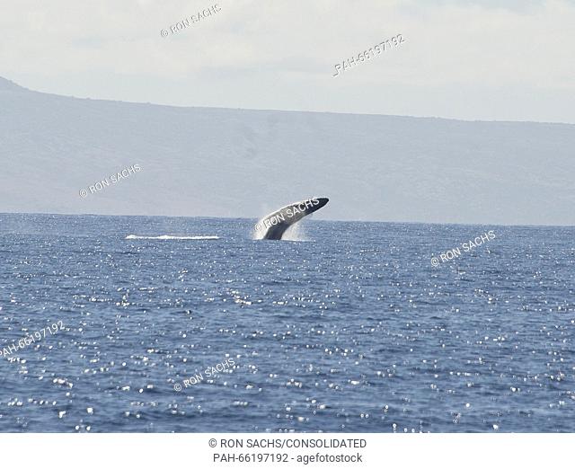 A Humpback Whale breeches off the coast of Lahaina, Maui, Hawaii on Thursday, February 25, 2016. Adult Humpback males range between 40 and 52 feet and weigh up...
