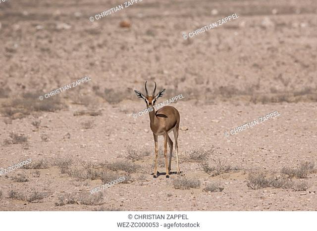 Oman, Jaluni, Arabian Oryx Sanctuary, Mountain gazelle (Gazella gazella)
