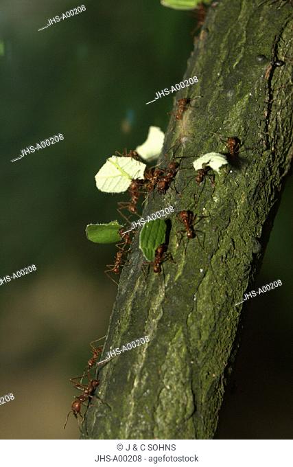 leaf-cutting ant , leafcutting ant , leaf cutting ant , Atta cephalotes , Central America , South America , America