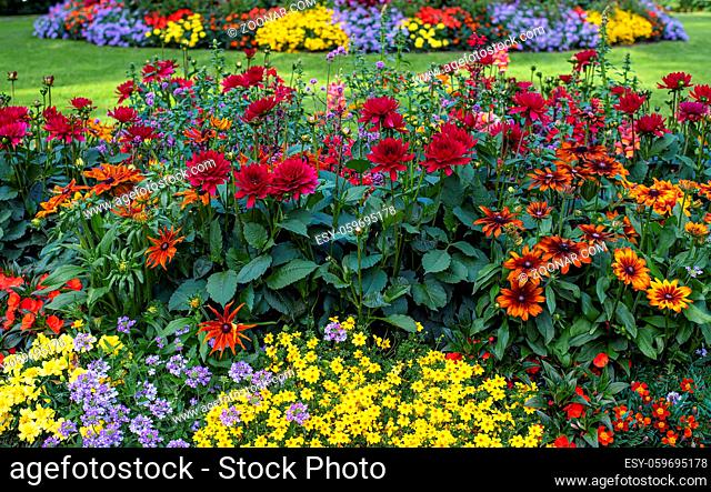 Colorful flowers in the garden, beautiful flowrs farm in summertime season