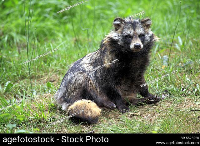Raccoon dog (Nyctereutes procyonoides), Enok