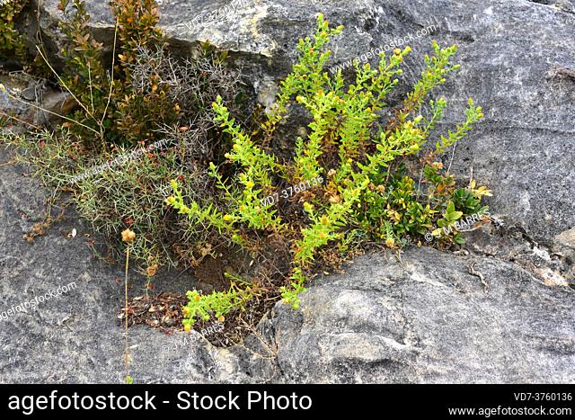 Rock tea (Chiliadenus glutinosus or Jasonia glutinosa) is a medicinal perennial herb native to Spain, southern France and Morocco