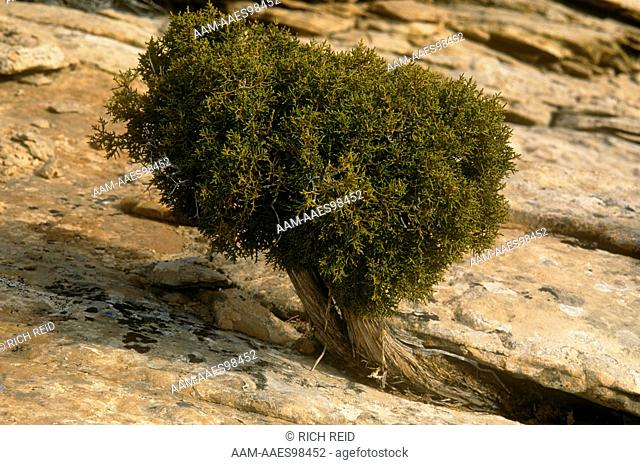 Utah Juniper (Juniperus osteosperma) Canyonlands NP, UT
