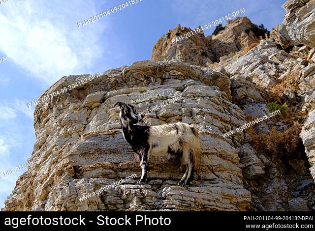 23 October 2020, Greece, Kefalos: A mountain goat stands on a rock at the Empros Therme on the Greek island of Kos. Photo: Robert Michael/dpa-Zentralbild/ZB