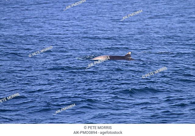 Strap-toothed Whale (Mesoplodon layardii) jumping out of the ocean